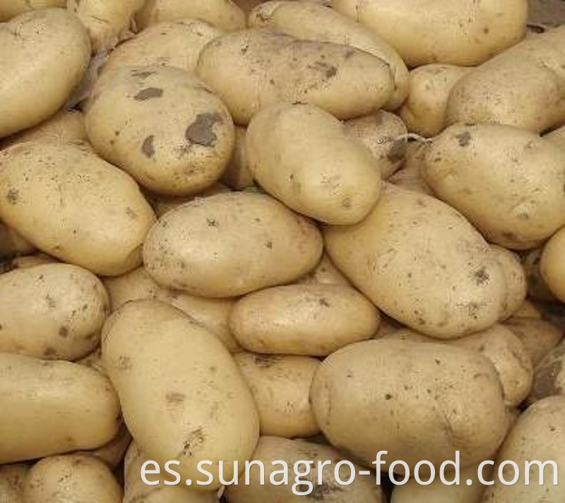 Fresh Potatoes For Export